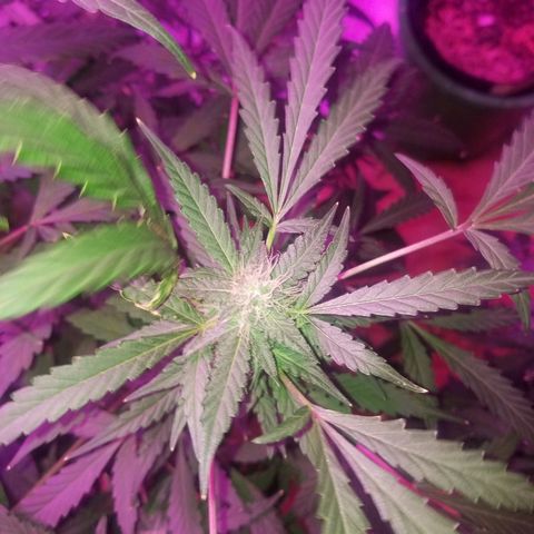 Bitchen Camaro  growlog timeline photo