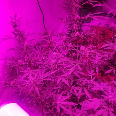 White widow  #1 growlog timeline photo