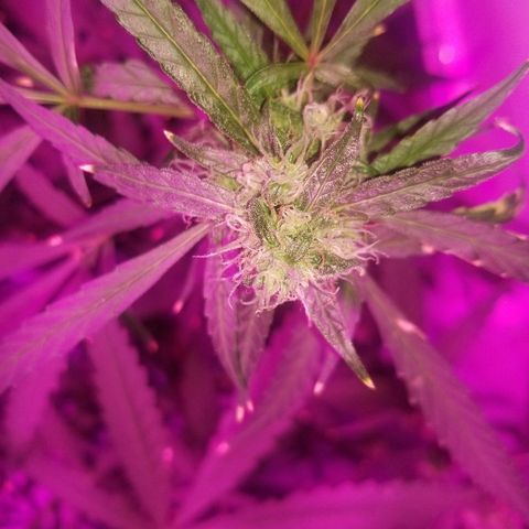White widow  #1 growlog timeline photo