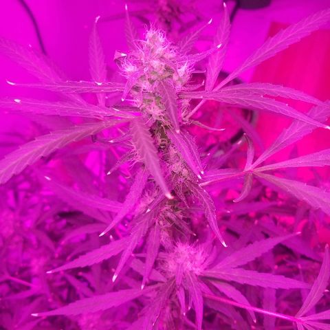 White widow  #1 growlog timeline photo