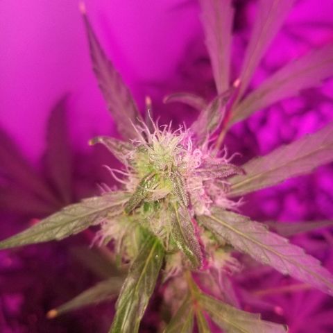 White widow  #1 growlog timeline photo