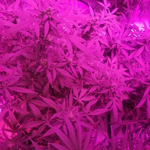 Kracken #1 growlog timeline photo