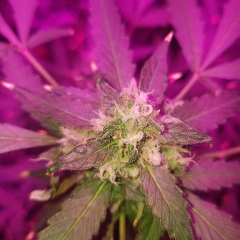 Kracken #1 growlog timeline photo