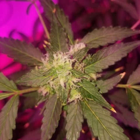 Kracken #1 growlog timeline photo