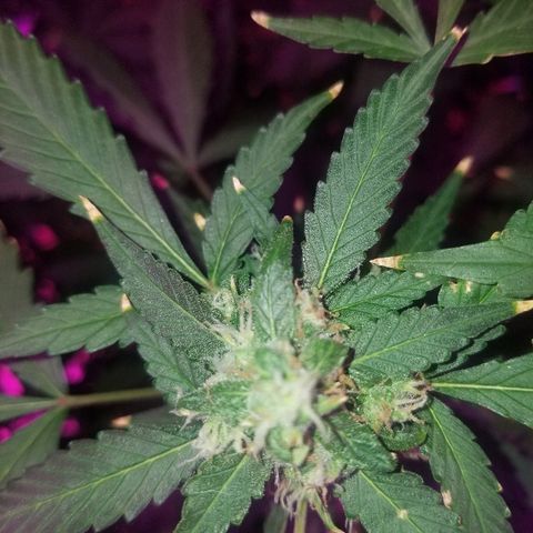 Kracken #1 growlog timeline photo