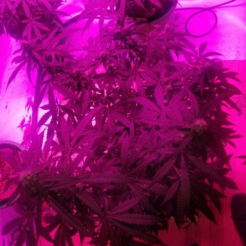 Bam Bam #3 growlog timeline photo