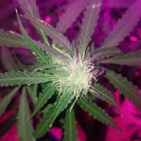 Bam Bam #3 growlog timeline photo