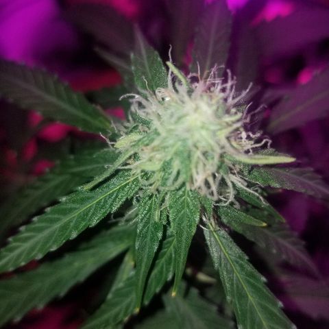 Bam Bam #3 growlog timeline photo