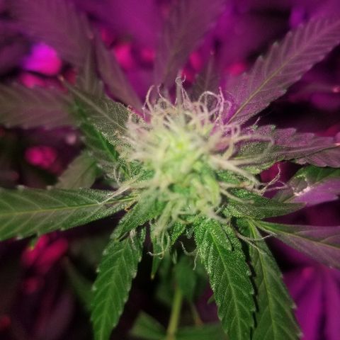 Bam Bam #3 growlog timeline photo