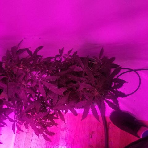 Bam Bam #2 growlog timeline photo