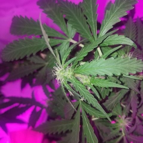 Bam Bam #2 growlog timeline photo