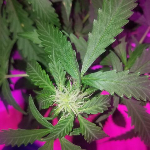 Bam Bam #2 growlog timeline photo