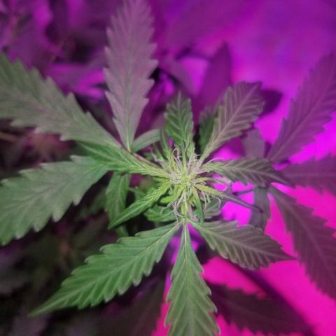 Bam Bam #2 growlog timeline photo