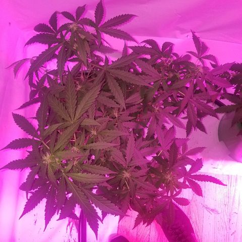 Bam Bam #1 growlog timeline photo
