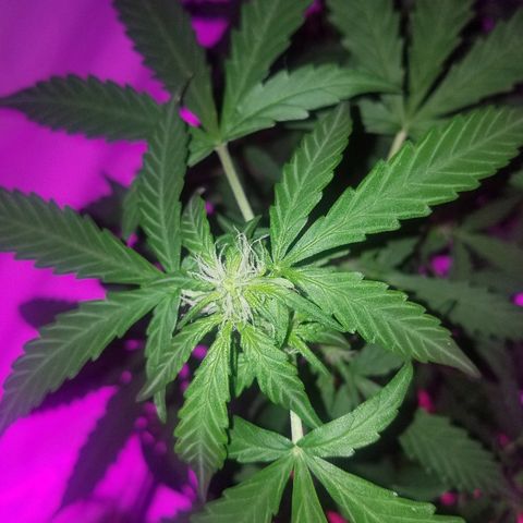 Bam Bam #1 growlog timeline photo