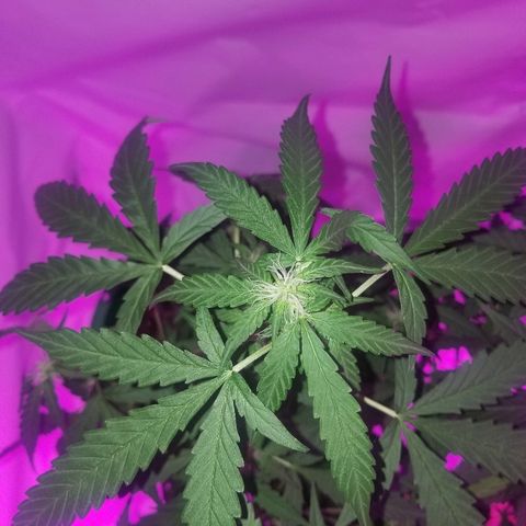 Bam Bam #1 growlog timeline photo