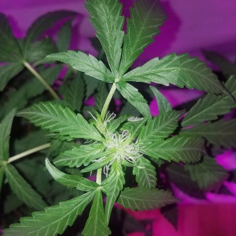 Bam Bam #1 growlog timeline photo