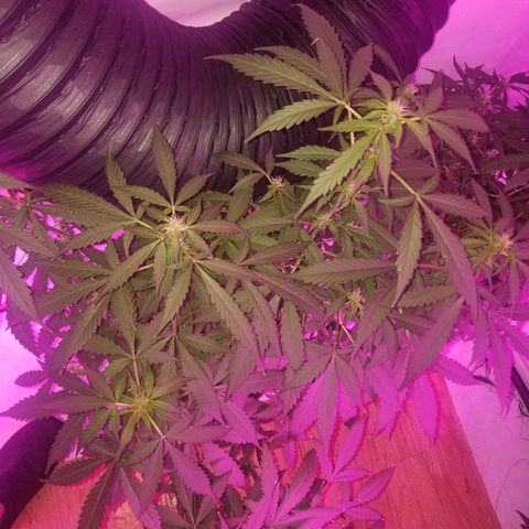 G14 #1 growlog timeline photo