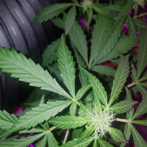 G14 #1 growlog timeline photo