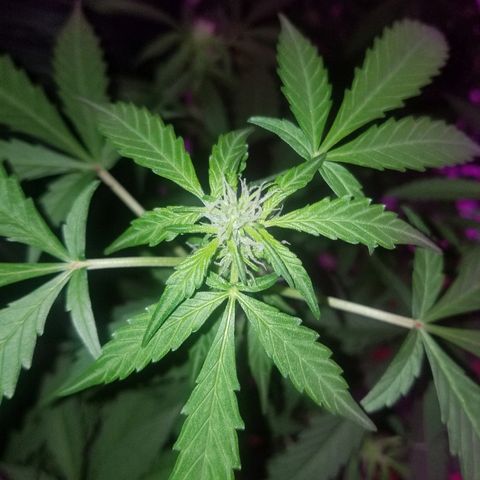 G14 #1 growlog timeline photo
