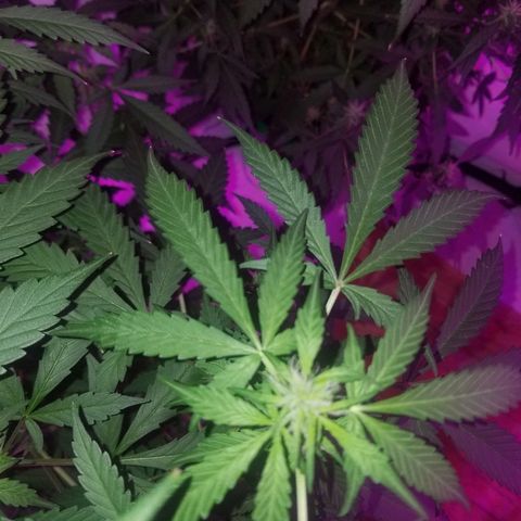 G14 #1 growlog timeline photo