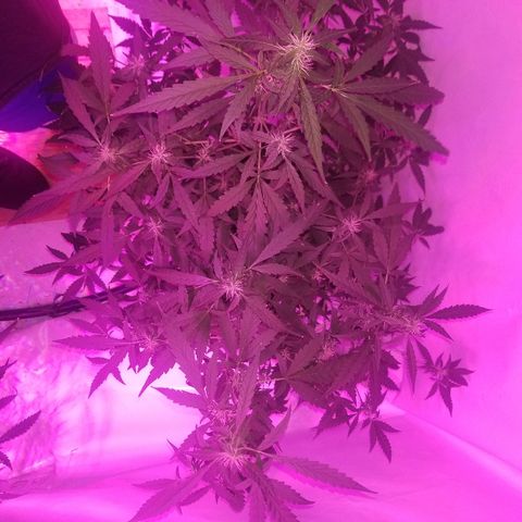 Do Si Dos Auto growlog timeline photo