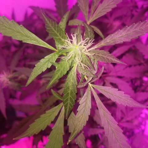 Do Si Dos Auto growlog timeline photo