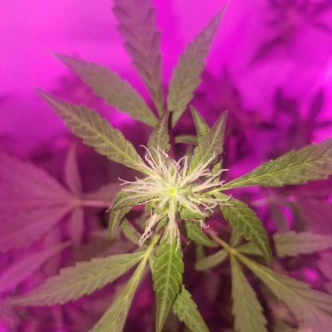 Do Si Dos Auto growlog timeline photo