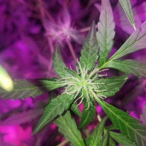 Do Si Dos Auto growlog timeline photo