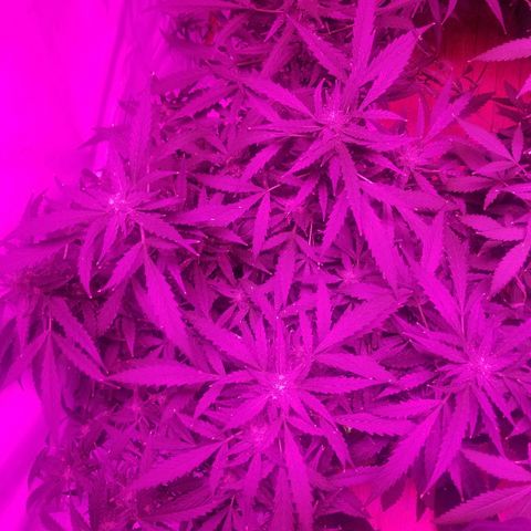 Kracken #2 growlog timeline photo