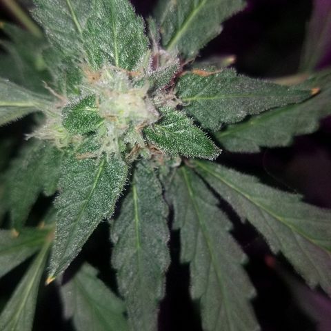 Kracken #2 growlog timeline photo