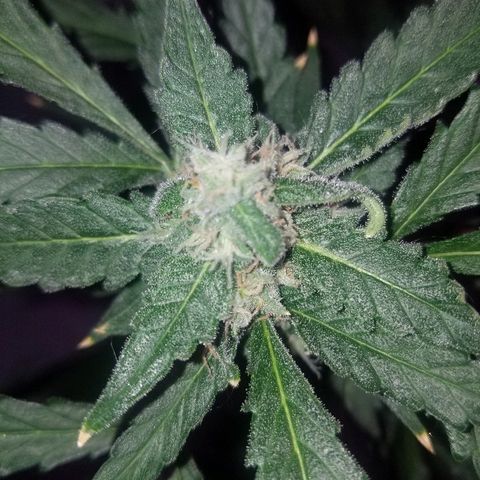Kracken #2 growlog timeline photo