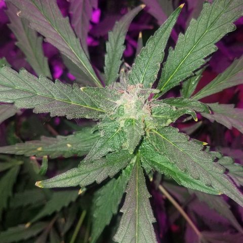 Kracken #2 growlog timeline photo