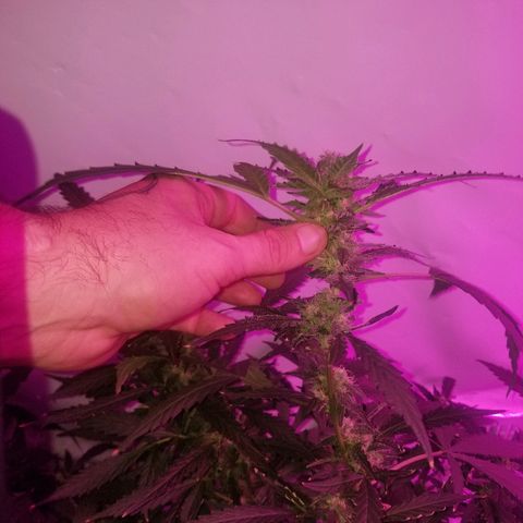 Kracken #2 growlog timeline photo
