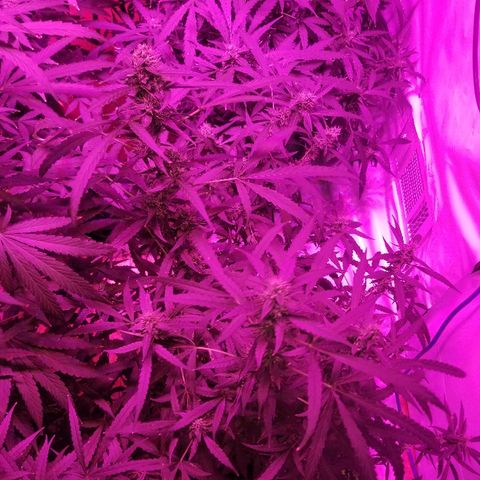 Bubblegum breath  #2 growlog timeline photo