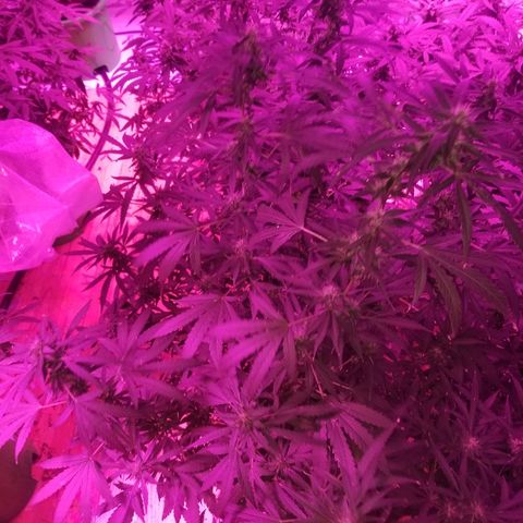 Bubblegum breath  #1 growlog timeline photo