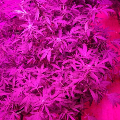 Bitchen Camaro  growlog timeline photo