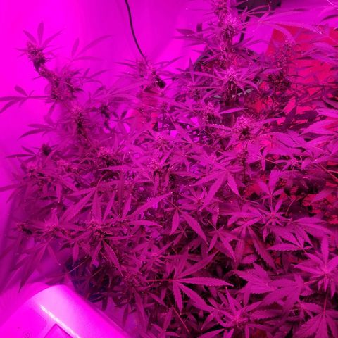 White widow  #1 growlog timeline photo