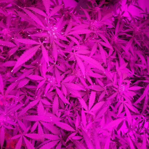 Kracken #1 growlog timeline photo