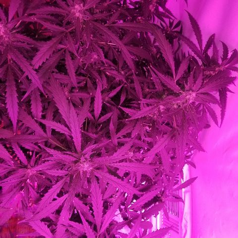 Kracken #2 growlog timeline photo