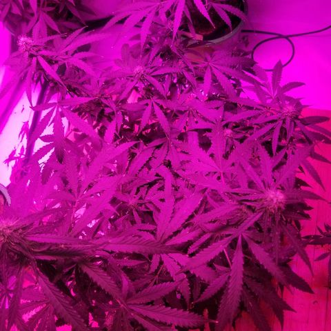 Bam Bam #3 growlog timeline photo