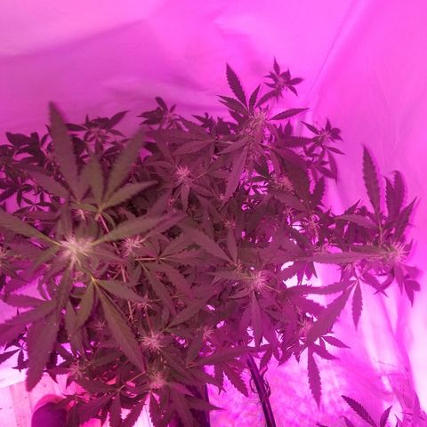 Do Si Dos Auto growlog timeline photo