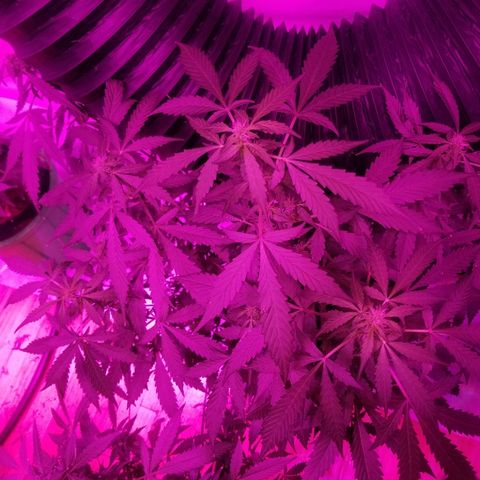 G14 #1 growlog timeline photo