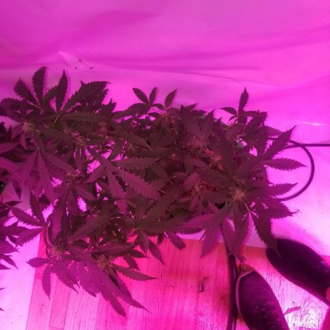 Bam Bam #2 growlog timeline photo