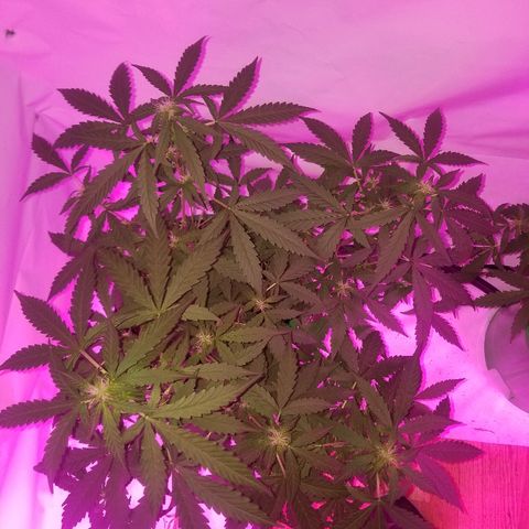 Bam Bam #1 growlog timeline photo