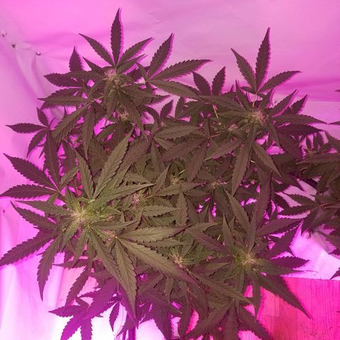 Bam Bam #1 growlog timeline photo