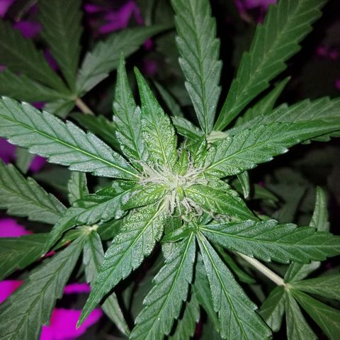 Bam Bam #1 growlog timeline photo