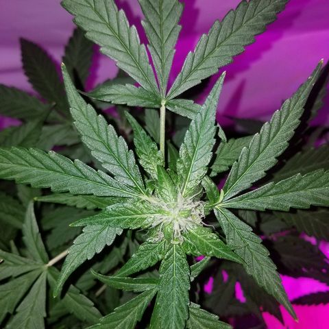 Bam Bam #1 growlog timeline photo