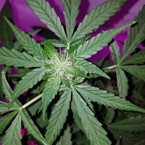 Bam Bam #1 growlog timeline photo