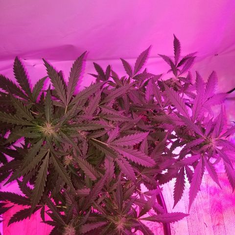 Bam Bam #2 growlog timeline photo
